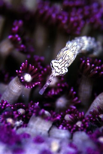 *Scribbled Pipefish (by SCUBAZOO)