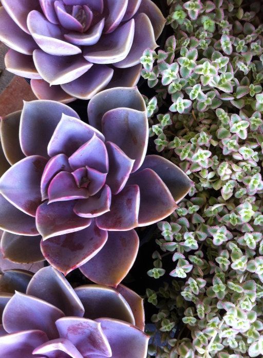 Succulent Plant Purple Echeveria by SucculentOasis on Etsy