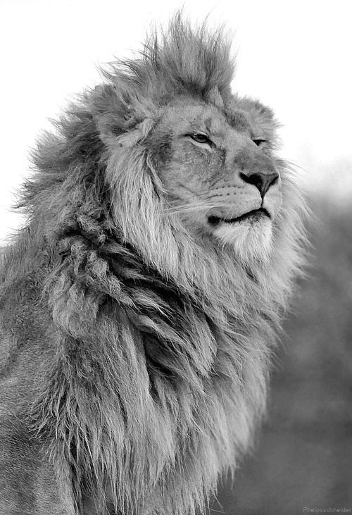 The truth is like a lion. You dont have to defend it. Let it loose. It will defe