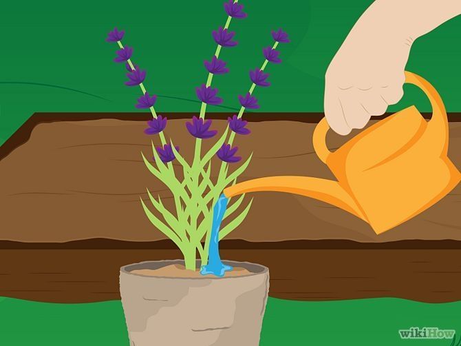 3 Ways to Grow Lavender – wikiHow