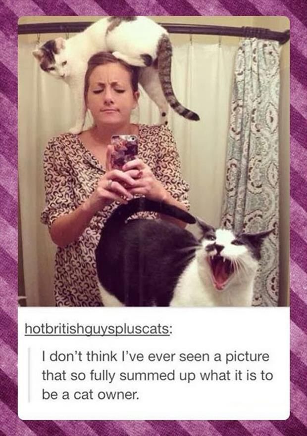 Attack Of The Funny Animals  60 Pics