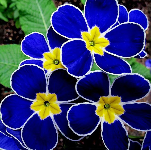 Cobalt Blue ~ Propellers, another of my new polyanthus.  Beautiful!!