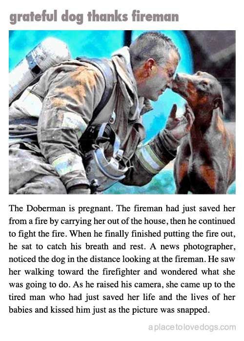 grateful-dog-thanks-fireman