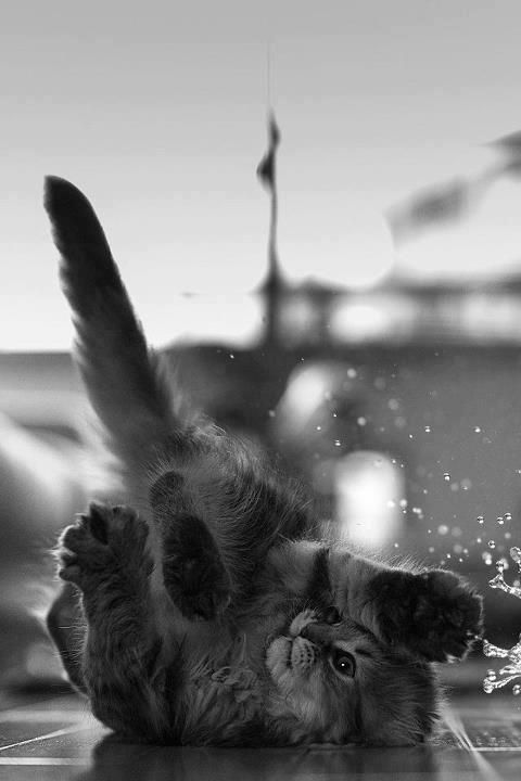 great shot #photography #perfecttiming #animals #felines #silly #whoops #playful