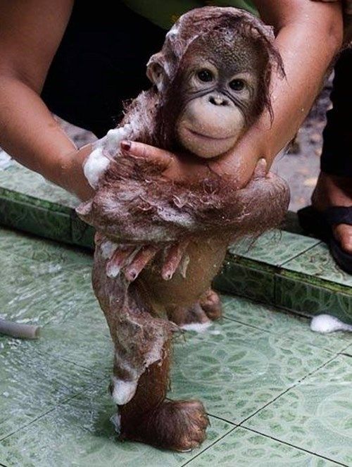 Here is a baby orangutan getting a bubble bath…. Youre welcome. :)