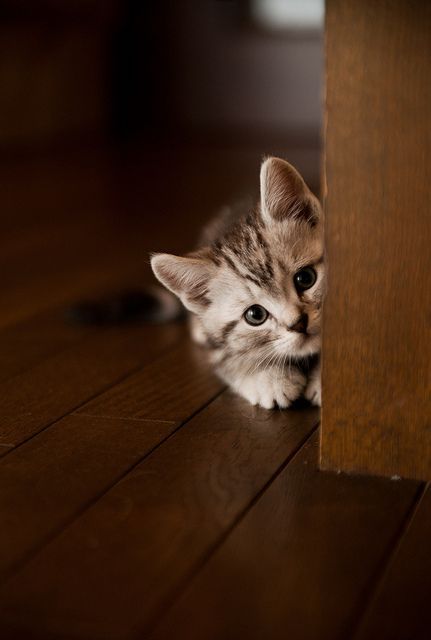 Little sweet kitty playing Hide and Seek