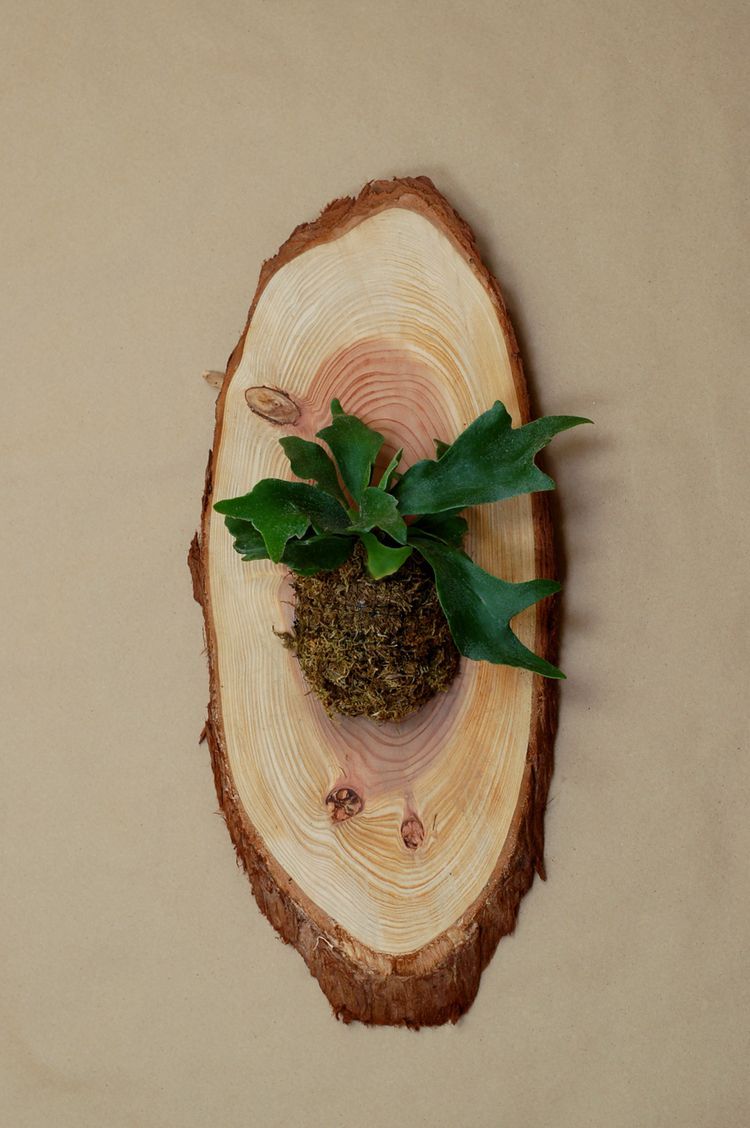 Make a mounted staghorn fern, laura oster