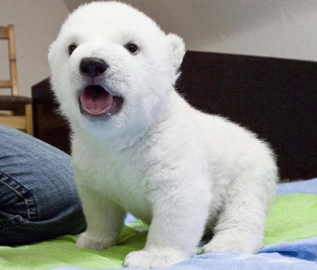 OMG, this polar bear THIS POLAR BEAR! | 27 Tiny Animals That Will Warm Your Hear