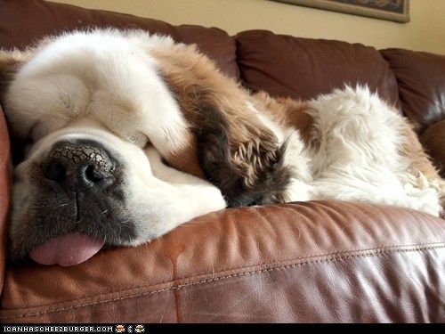 St Bernard napping – LOVE this picture!  I hope I can get one of my St. Bernard