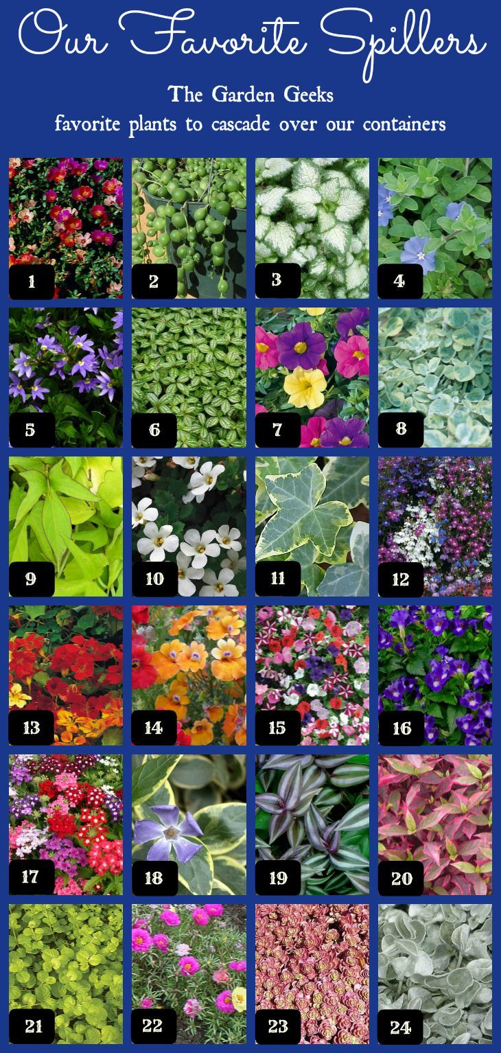 The Garden Geeks Favorite Spillers | For seed giveaways, daily tips and plant in