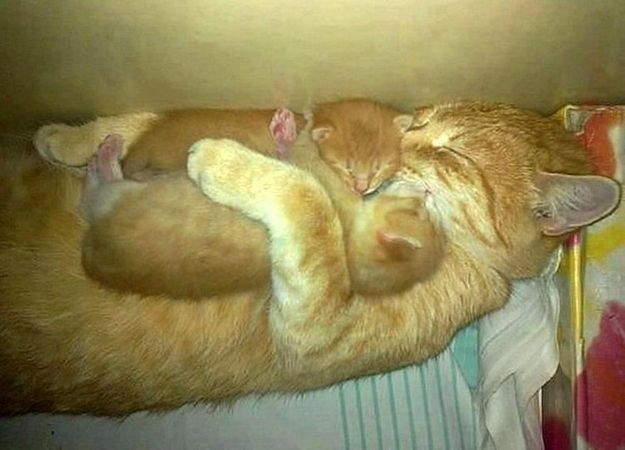 Can You Make It Through This Post Without Saying “Awww”? Mother cat hugging her