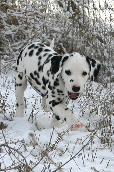 Dalmatian puppy in snow – One of my favorite breeds