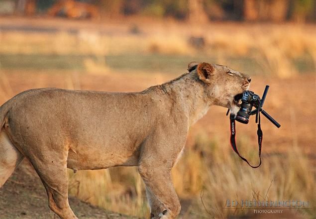 Ed Hetheringtons remote camera was picked up by a lion while taking pictures inZ