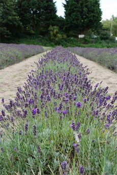 Once your lavender plant has had one year to establish itself, you will need to