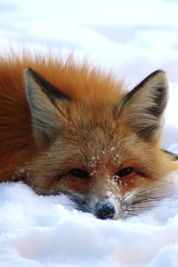 “Playful Red Fox in Winter” – Levi Mitchell Photography   levimitchellphotos (on