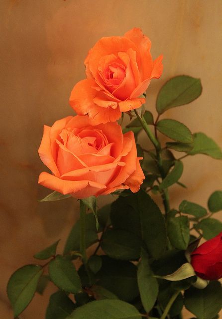 Pretty Apricot Roses. My late husband grew yellow and apricot/ salmon colored ro