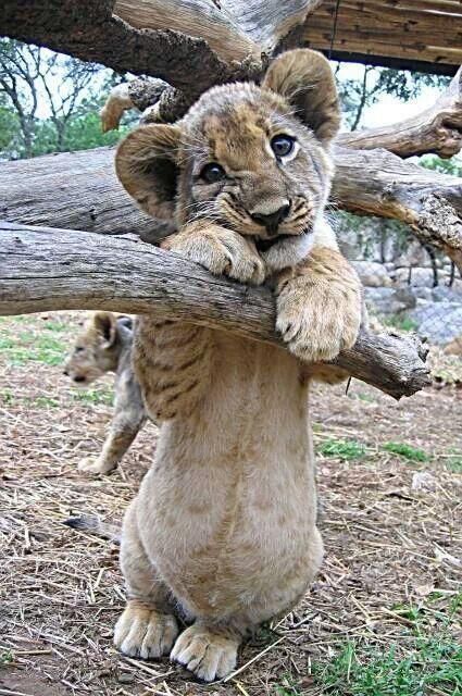 SO cute baby lion. :)