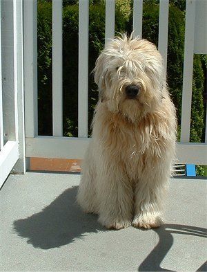 Soft Coated Wheaten Terrier- Great for allergies, easy to train due to it’s high
