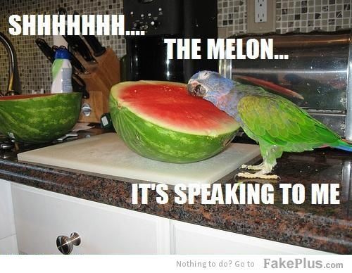 speaking melon haha!