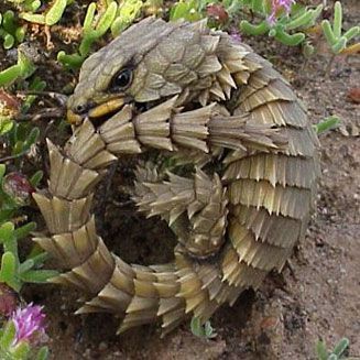 The Armadillo Lizard is a lizard endemic to desert areas of southern Africa. The