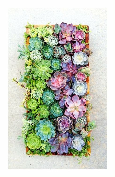 This is amazing.  It looks pretty advanced, no? wall garden | Tumblr