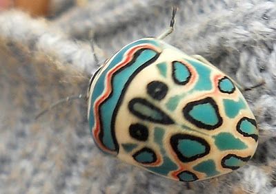 Mother Nature as Supreme Designer! This is a Picasso Bug which is a species of S