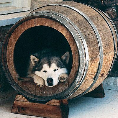 A Wine Barrel Dog Bed @Joyce Novak Novak Dyer i think you need to make this happ