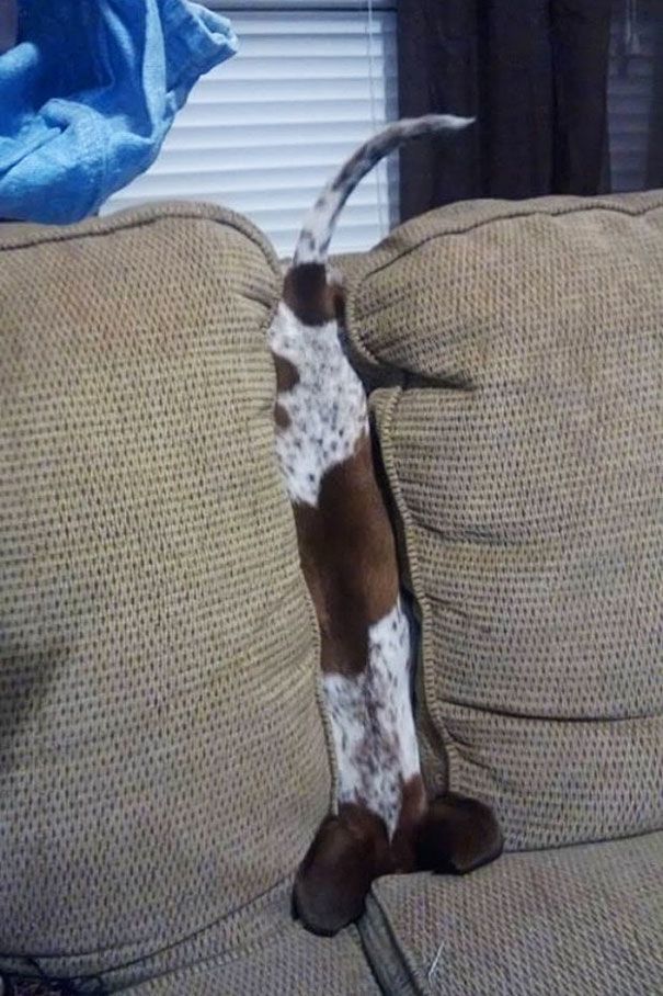 30 cats and dogs losing the battle against Human Furniture. Click through to get