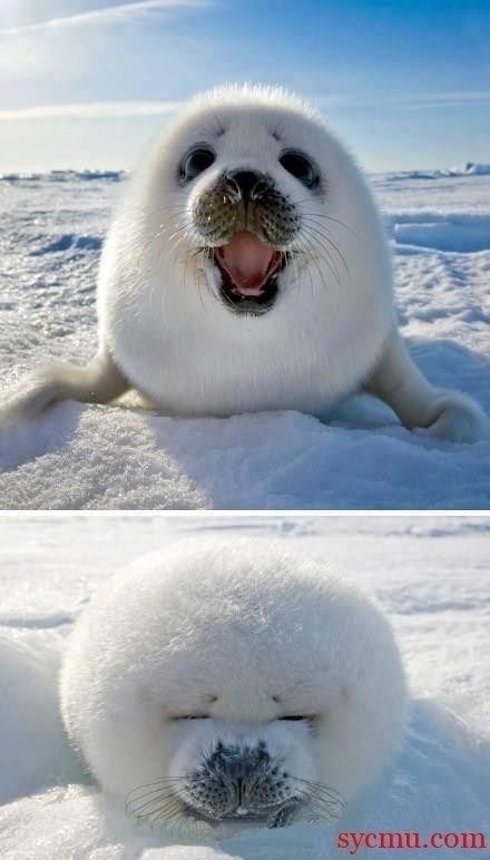 5 Cute Animal Photos To Cheer YouUp