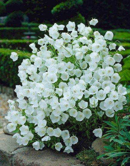 Campanula – easy to grow & self seeds. Plant care is on this post.