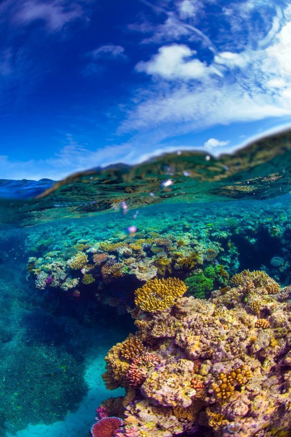 Great Barrier Reef, Queensland, Australia by Scott Sporleder.  The Great Barrier