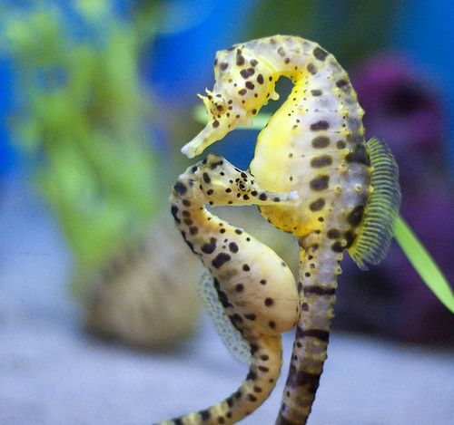 Seahorses are the only animals in the entire animal kingdom in which the male, n