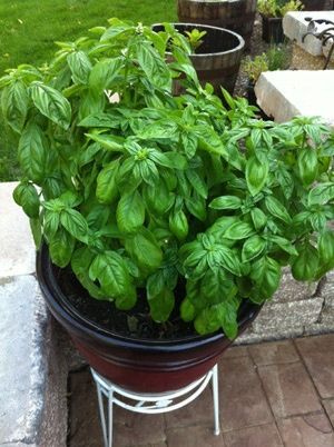 7 tips for growing mad giant basil