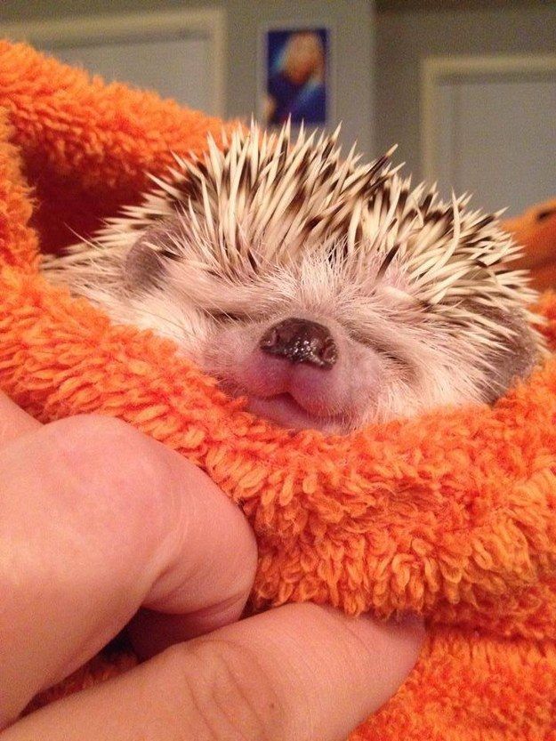 …and SMILE!! | 17 Hedgies