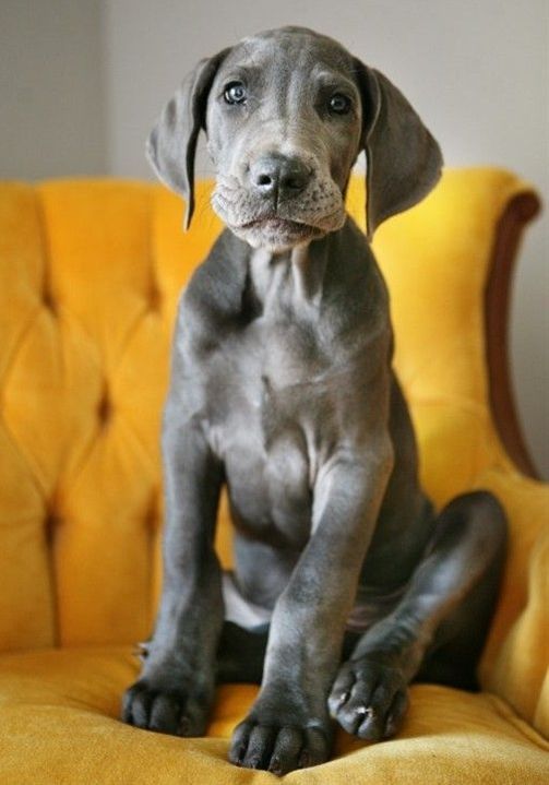 Blue Great Dane Puppy.  Fun fact:  Great Danes are considered one of the best apartment dogs on account of their “lazy” and aloof