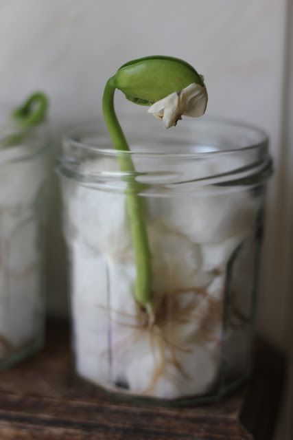 Grow beans on cotton balls to learn about root systems and plant growth! by the imaginationtree #Gardens_Kids