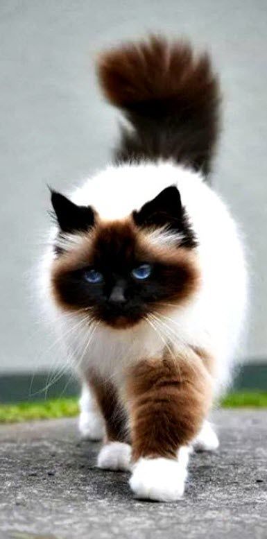 so pretty……  Himalayan cat – Himalayan cats are the result of crossbreeding Siamese with Persian