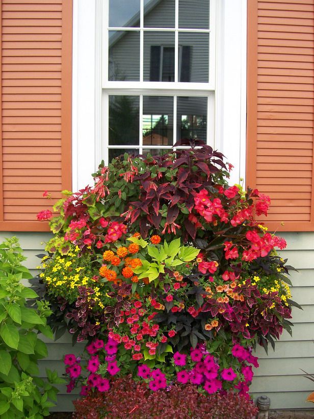 Stunning Combination For Any Container – Coleus, geraniums, petunias, calibrachoa and