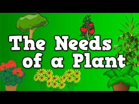 The Needs of a Plant (song