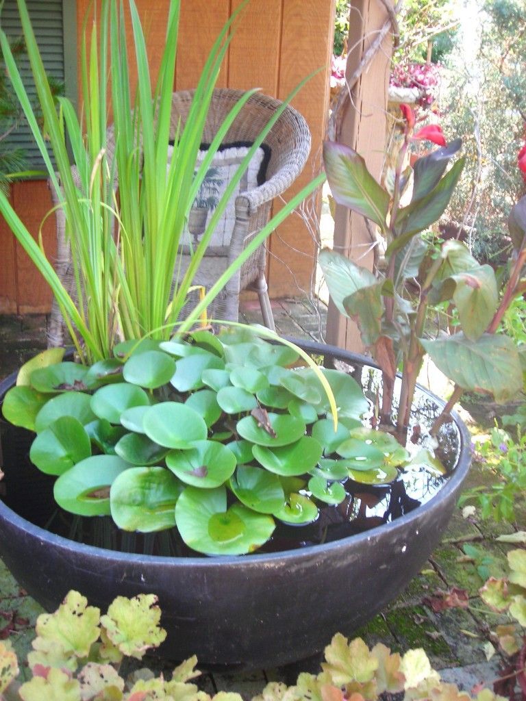 This water feature uses no electricity and the plants help it naturally stay