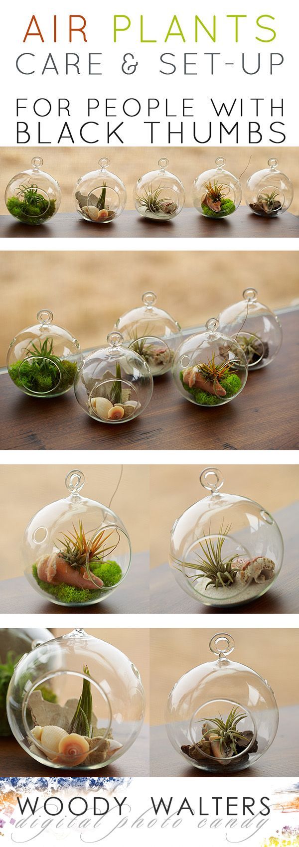 Air Plants:  Set Up and Car