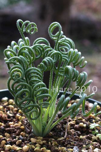 Albuca