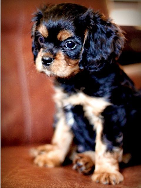 Cavalier King Charles Spaniel puppy. Black and tan