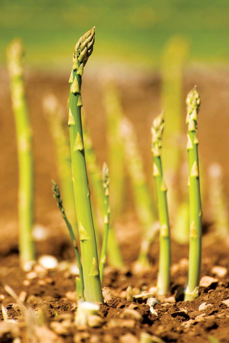 Establish an asparagus bed and reap rewards for years….mmm my fave
