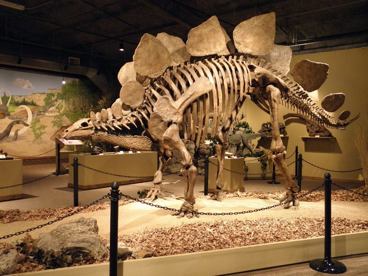 Glendive Dinosaur & Fossil