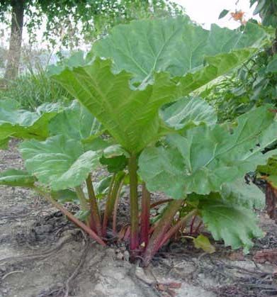 Rhubarb: Planting, Growing, and Harvesting Rhubarb