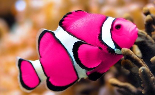 clown fish | Not to mention I found out that Clownfish come in this kickbutt pink