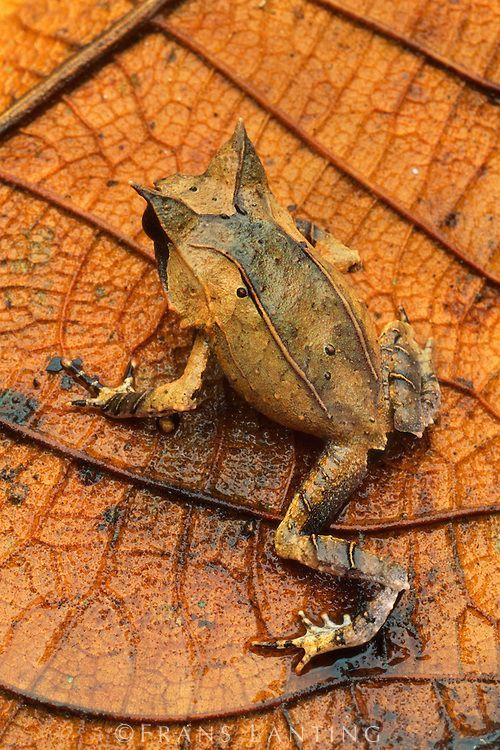 Long-nosed horned frog camo