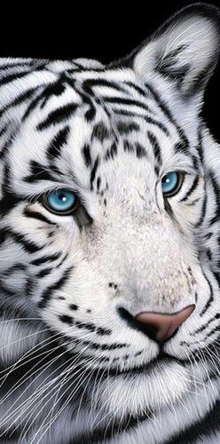 Towel / Beach Towel – White Tiger with Blue Eyes Cotton Beach Towel 30″x60″ 1