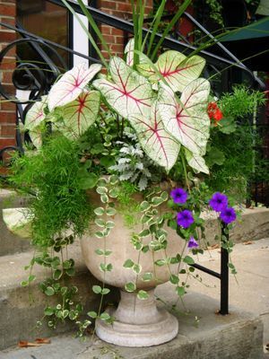 Container garden idea: caladeums & asparagus fern.  This would prefer a shady spot, on the deck, perhaps